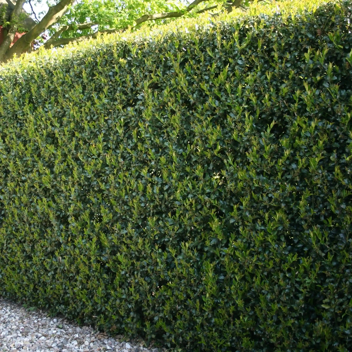 Dwarf Burford Holly