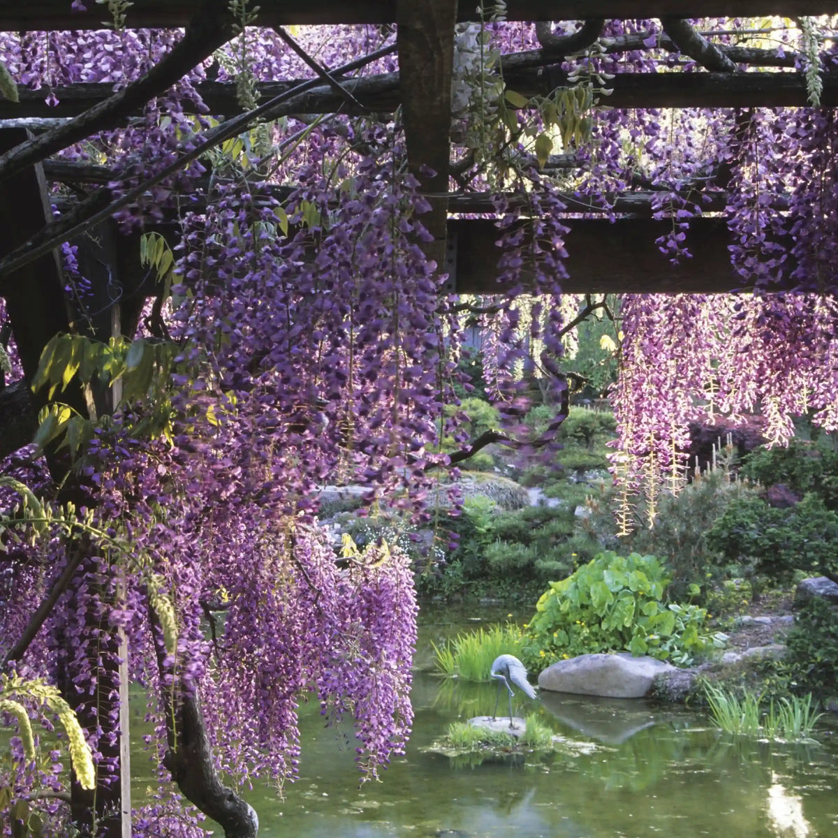 Blue Wisteria Vine