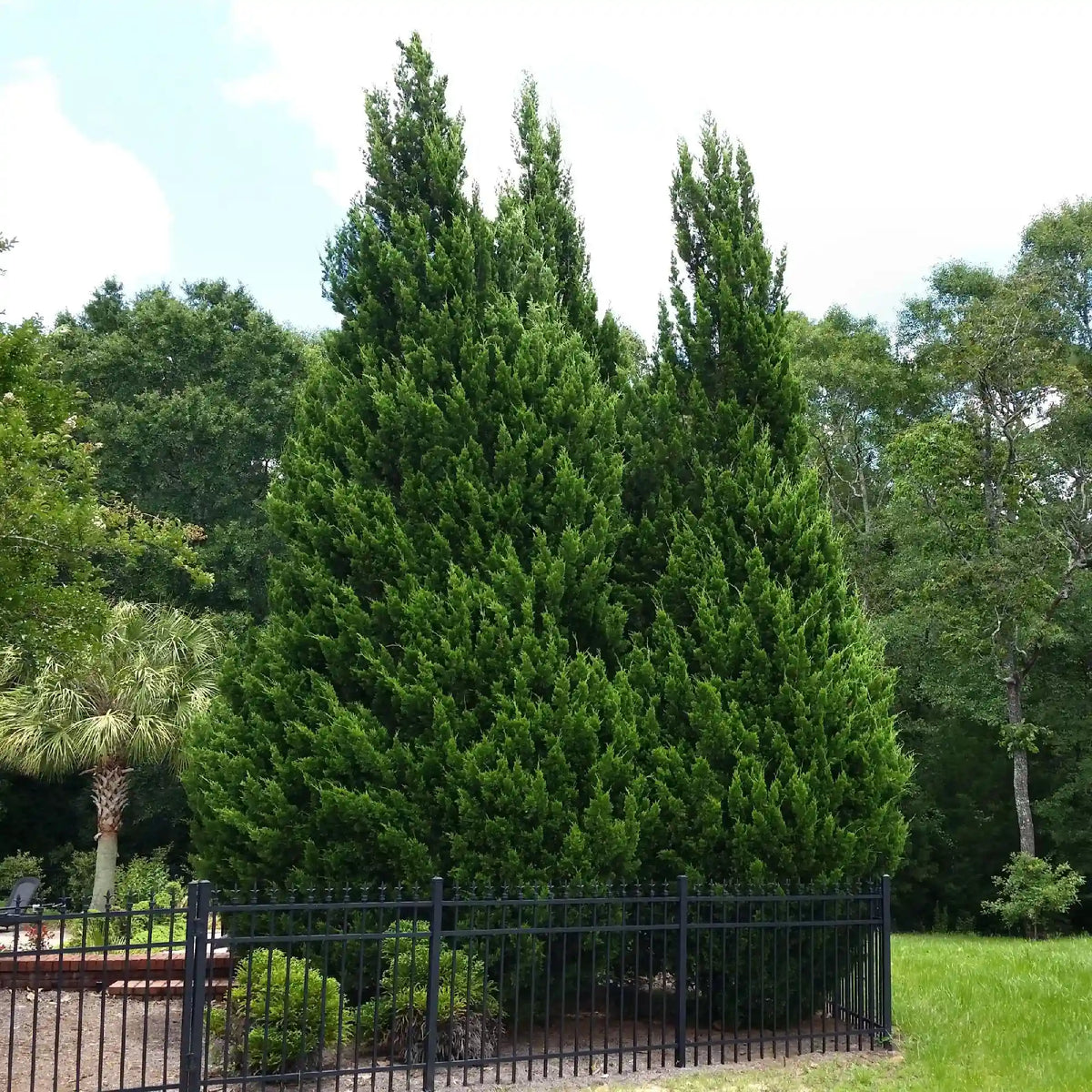 Leyland Cypress Tree