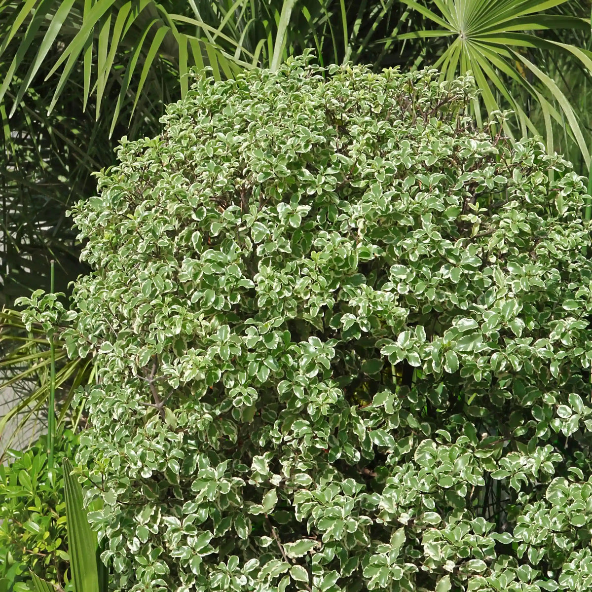 Variegated Pittosporum