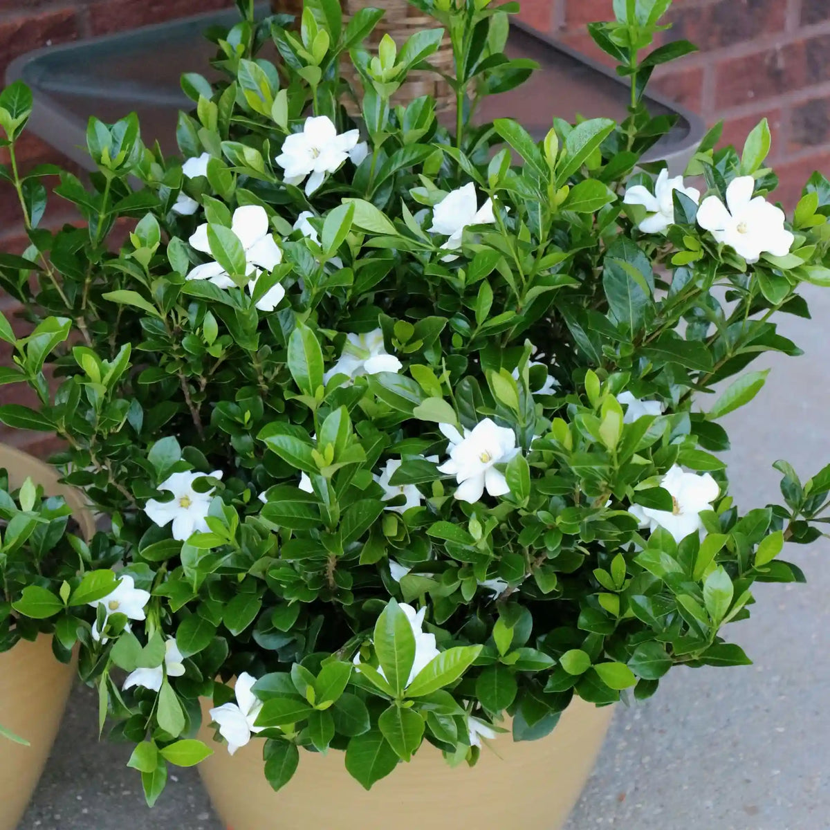 Radicans Gardenia