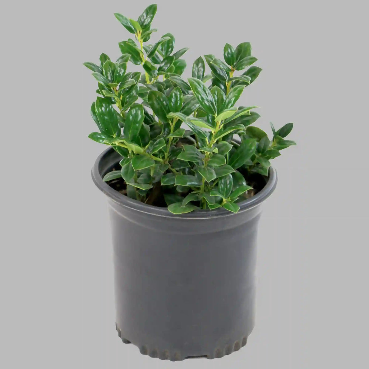 Dwarf Burford Holly