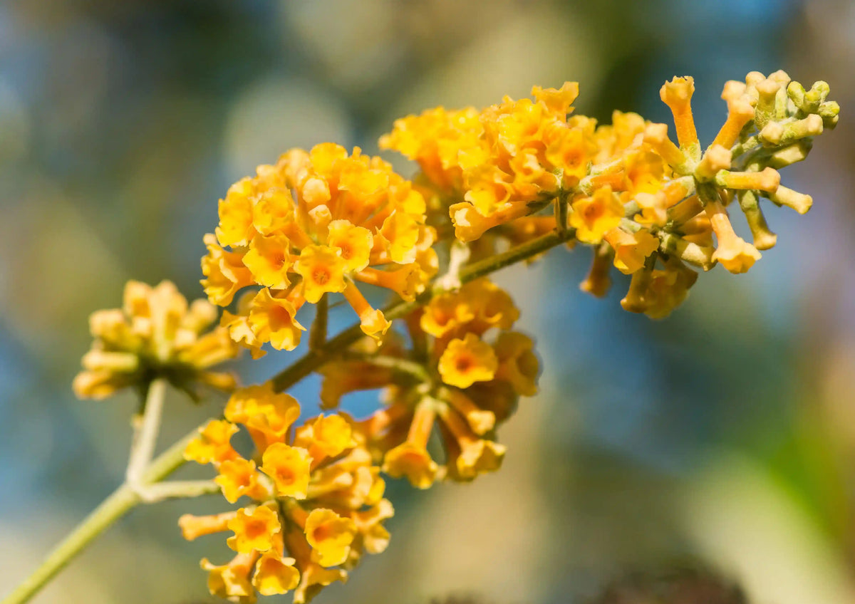 Honeycomb Butterfly Bush