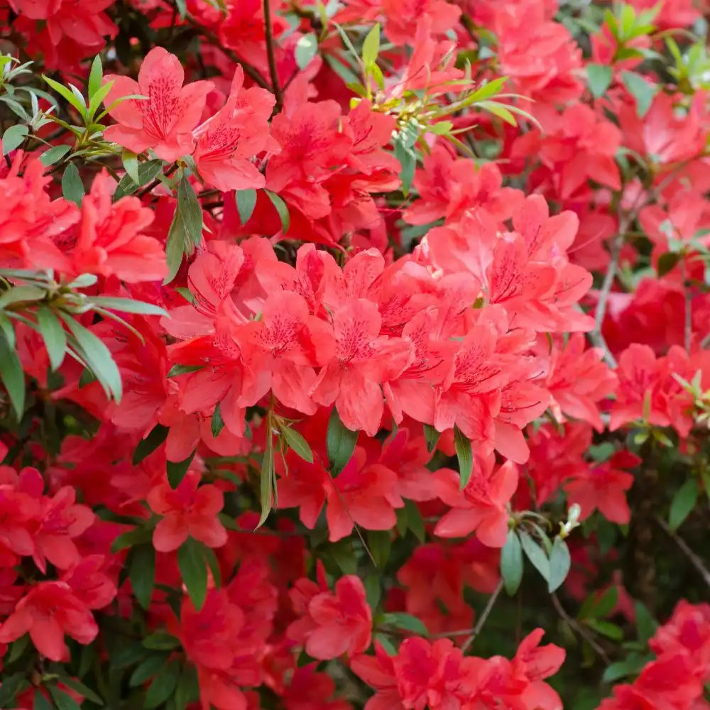 Fashion Azalea