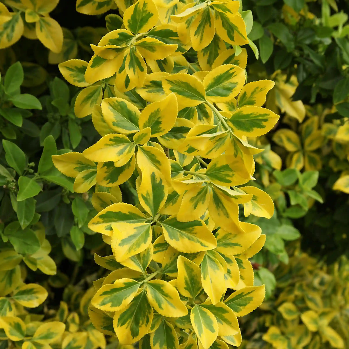 Golden Euonymus Shrub