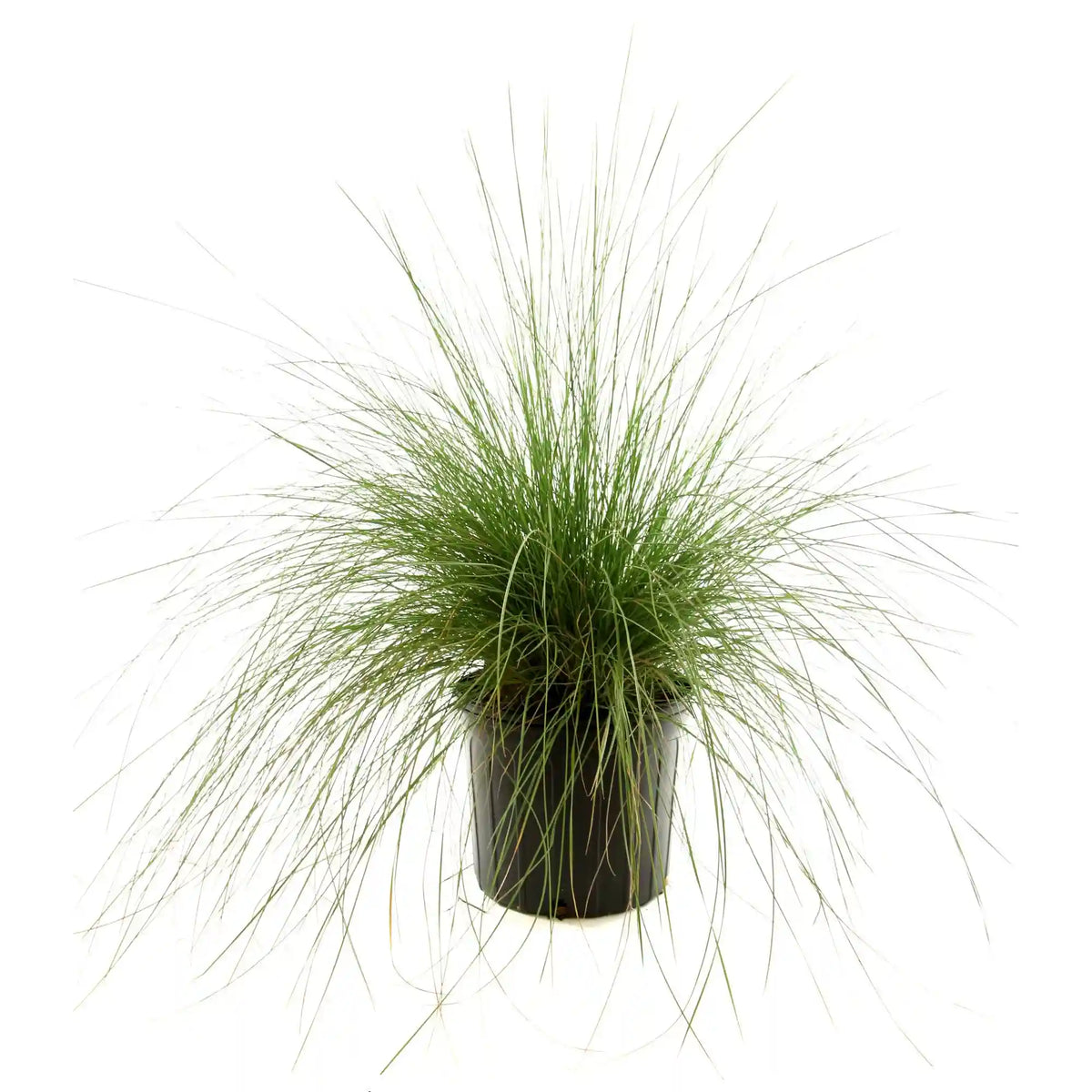 White Muhly Grass