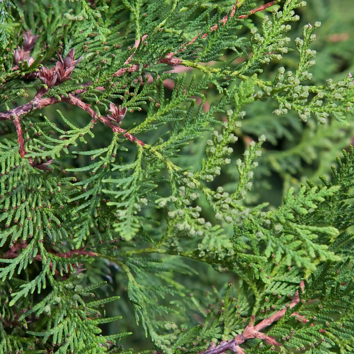 Emerald Green Arborvitae