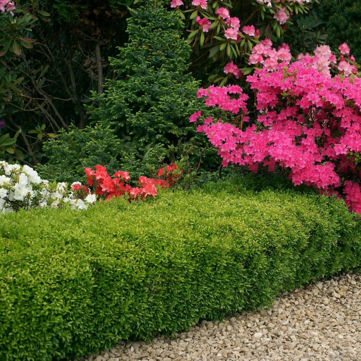Wintergreen Boxwood