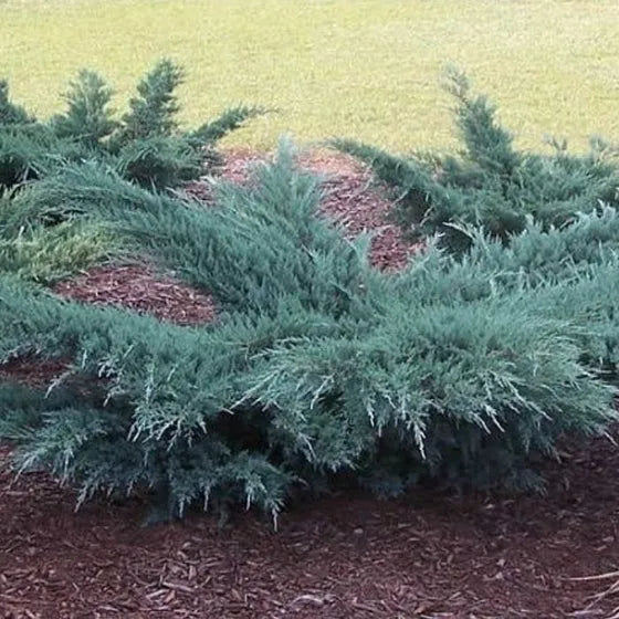 Grey Owl Juniper