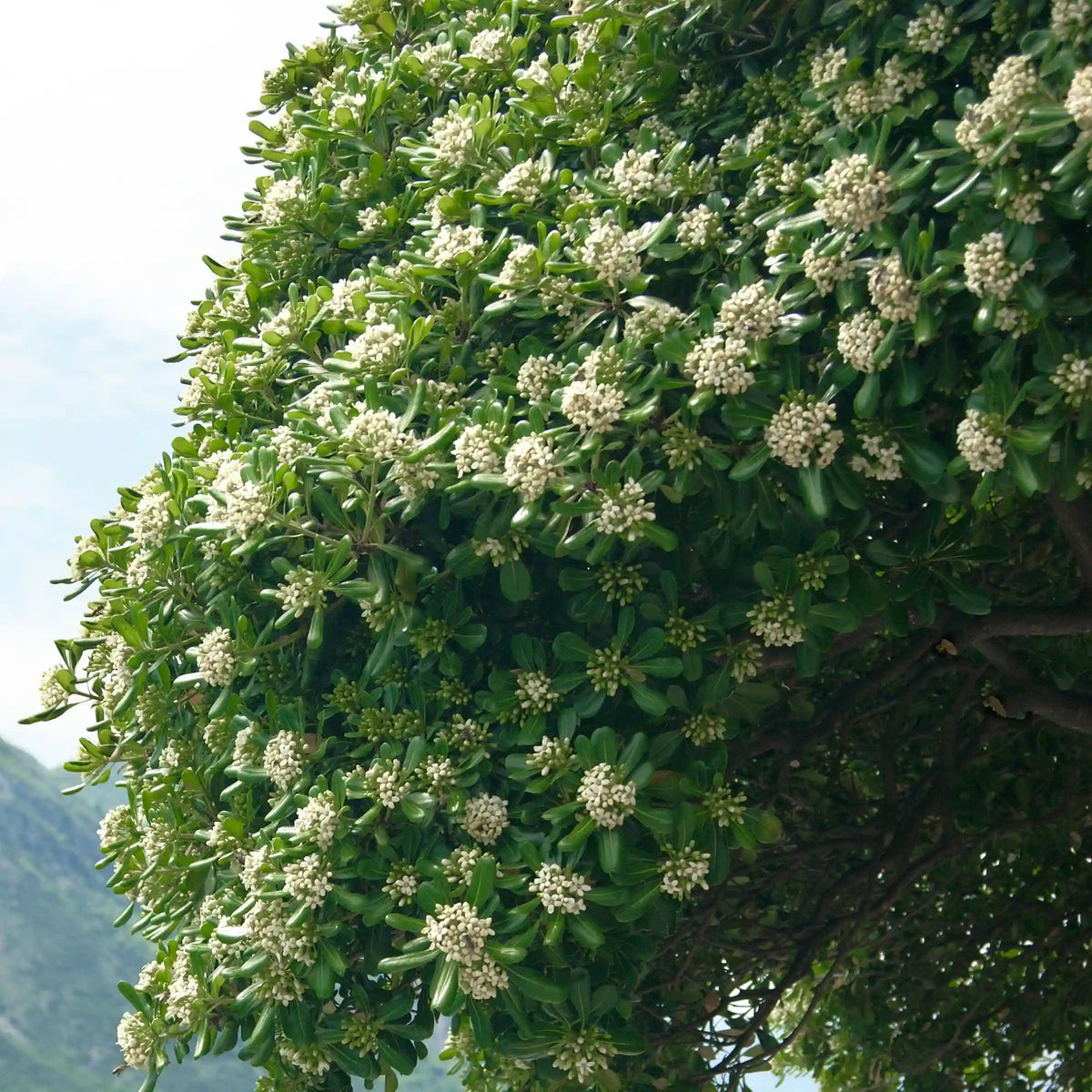 Green Pittosporum