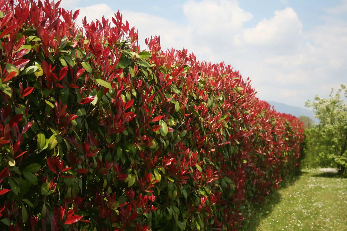Red Dynamo Photinia