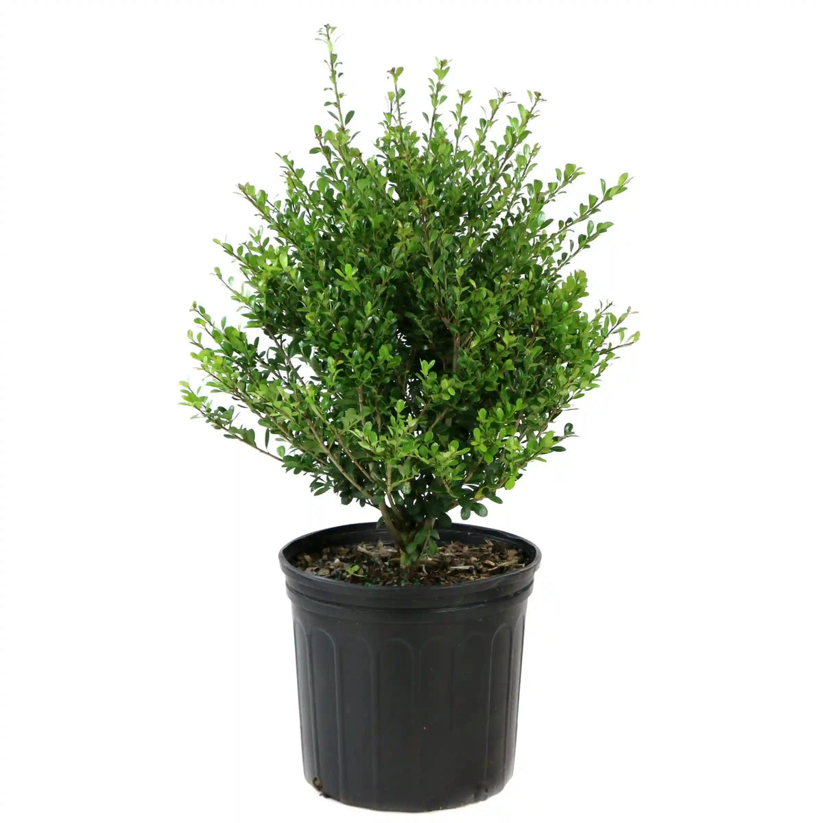 Compacta Holly