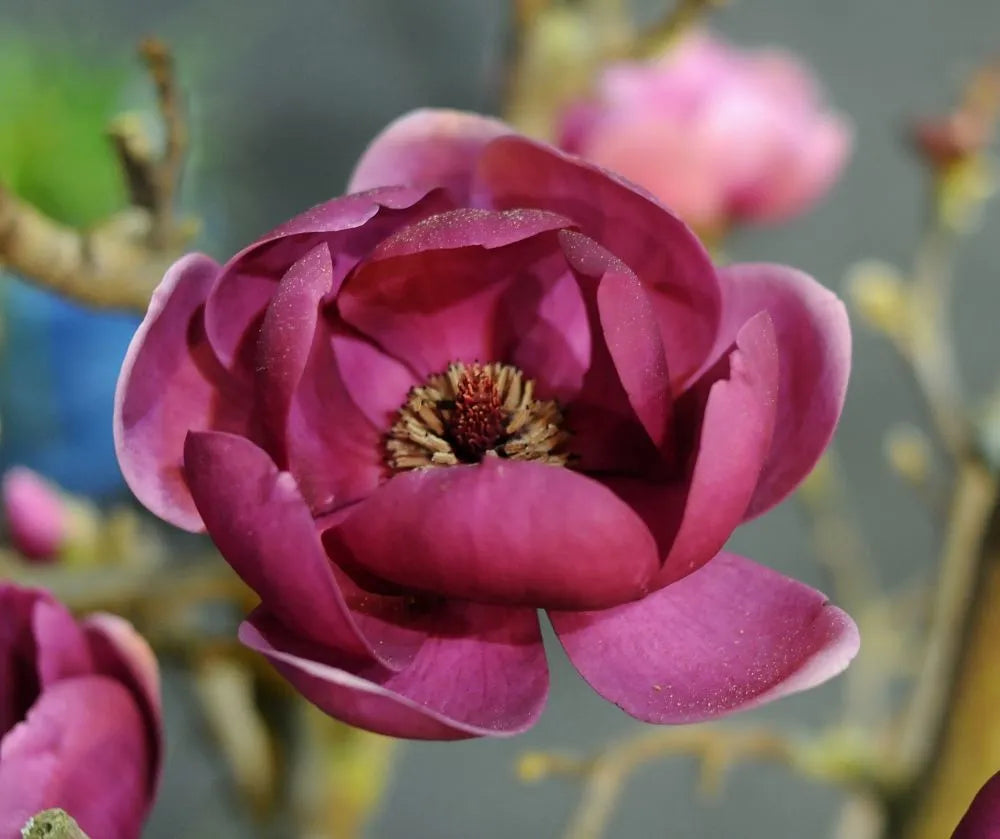 Genie Magnolia Tree