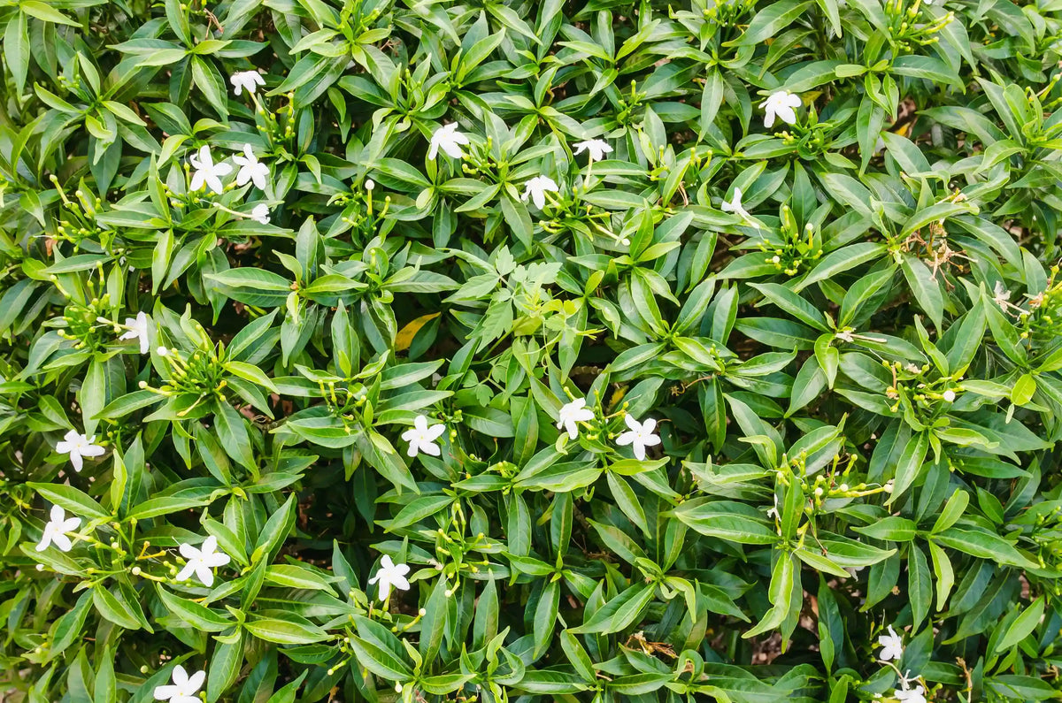 Arabian Jasmine