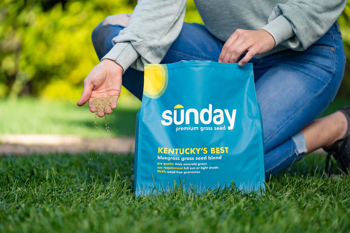 Kentucky's Best Grass Seed (2-pack)