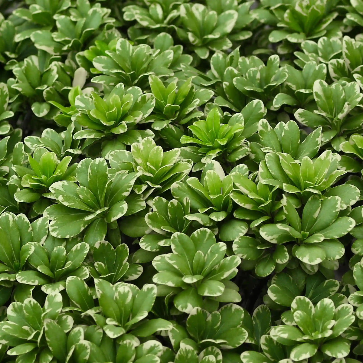 Variegated Pittosporum