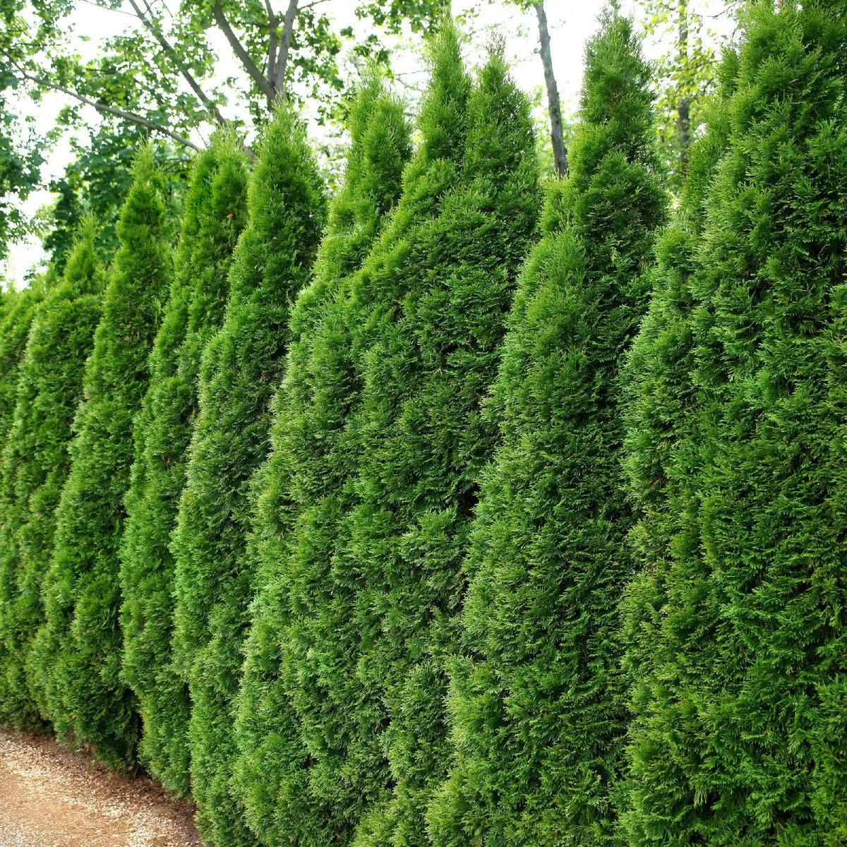 Emerald Green Arborvitae