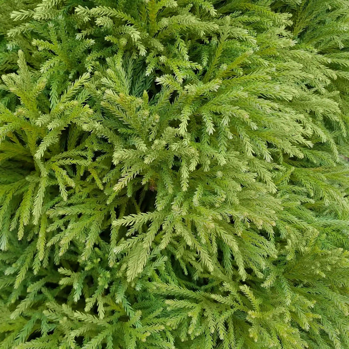 Globosa Nana Cryptomeria