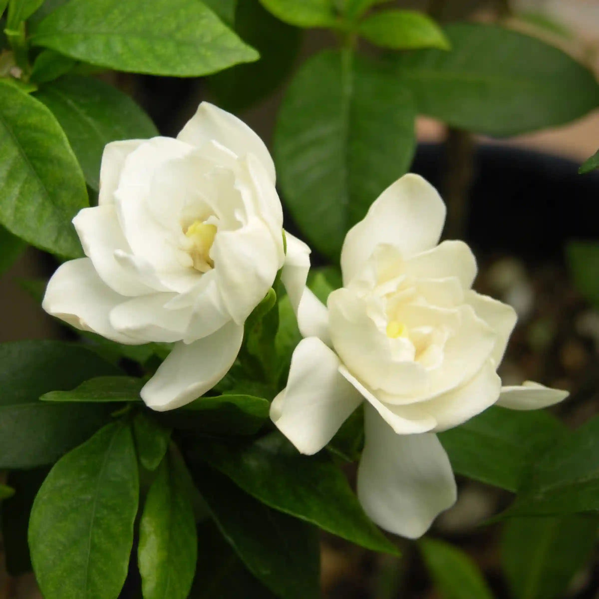 August Beauty Gardenia