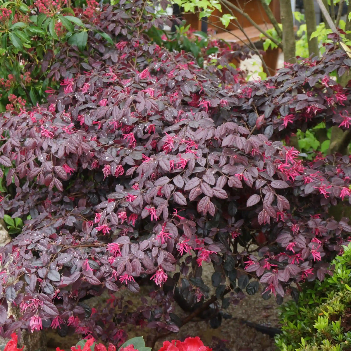 Carolina Midnight Loropetalum