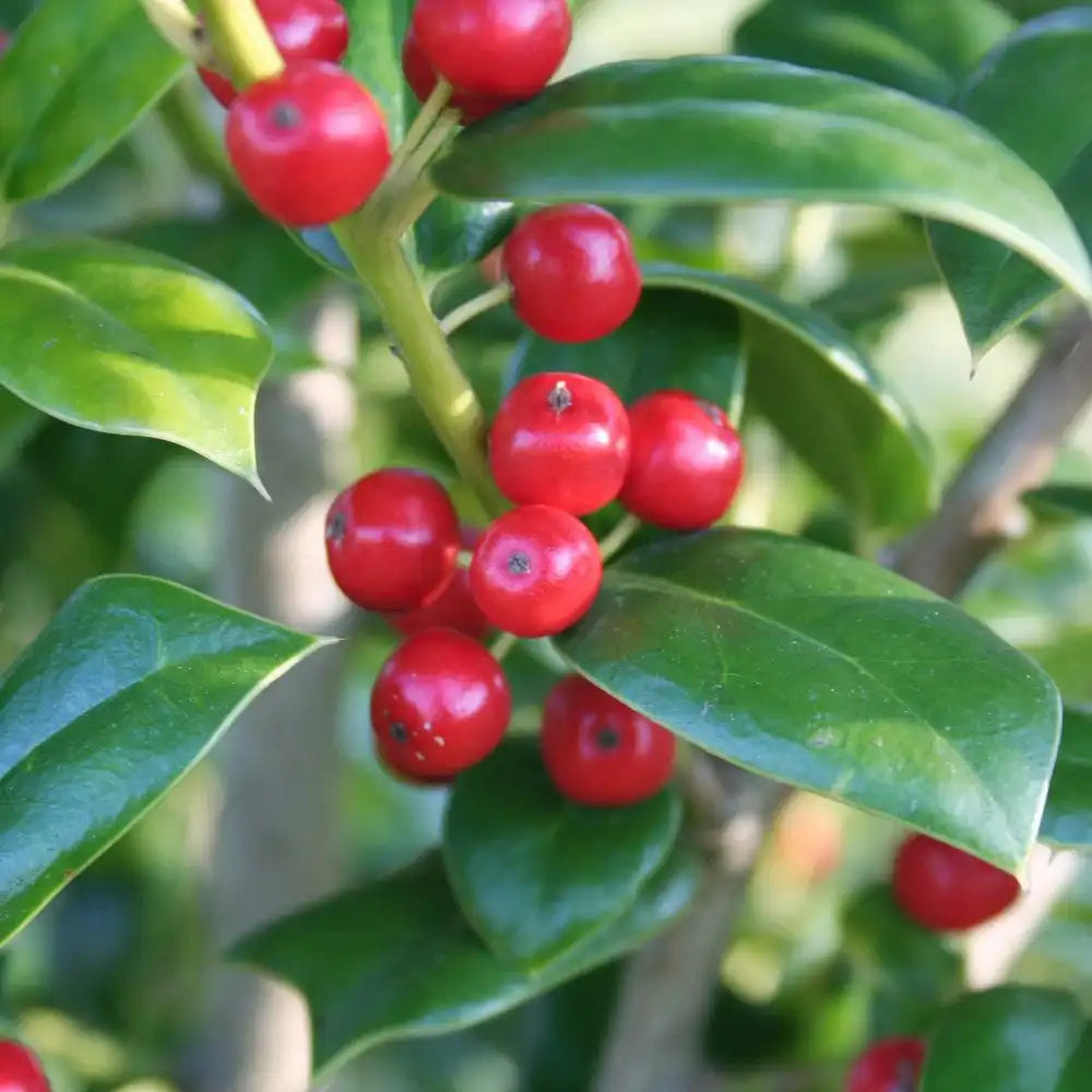 Needlepoint Holly