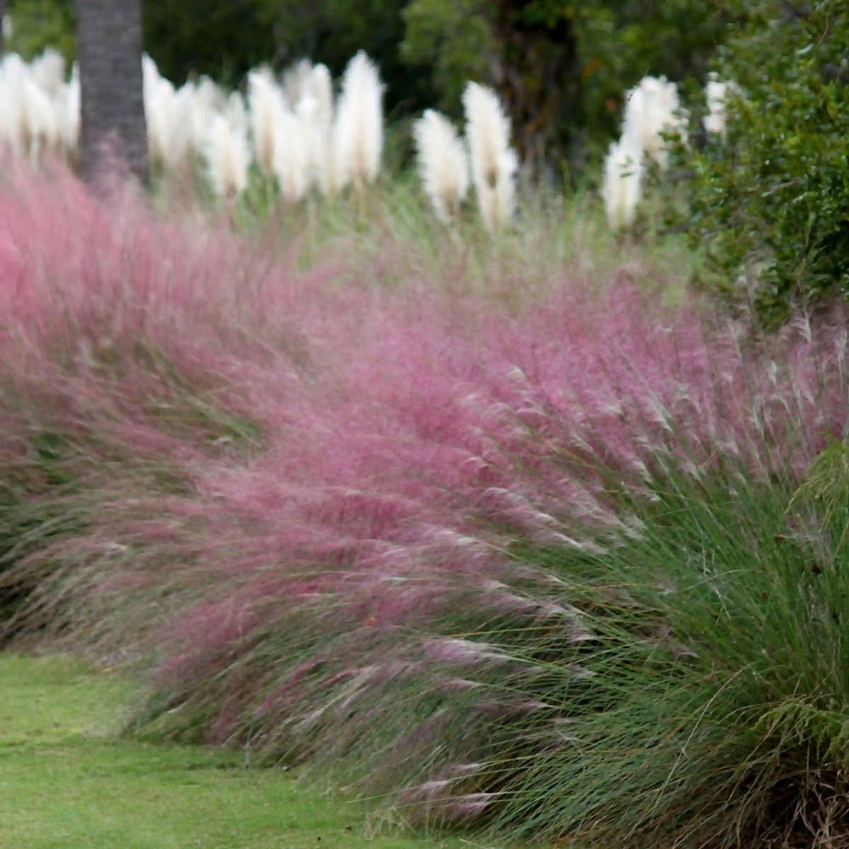 Pink Muhly Grass