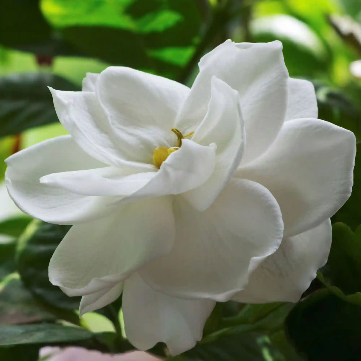 Radicans Gardenia