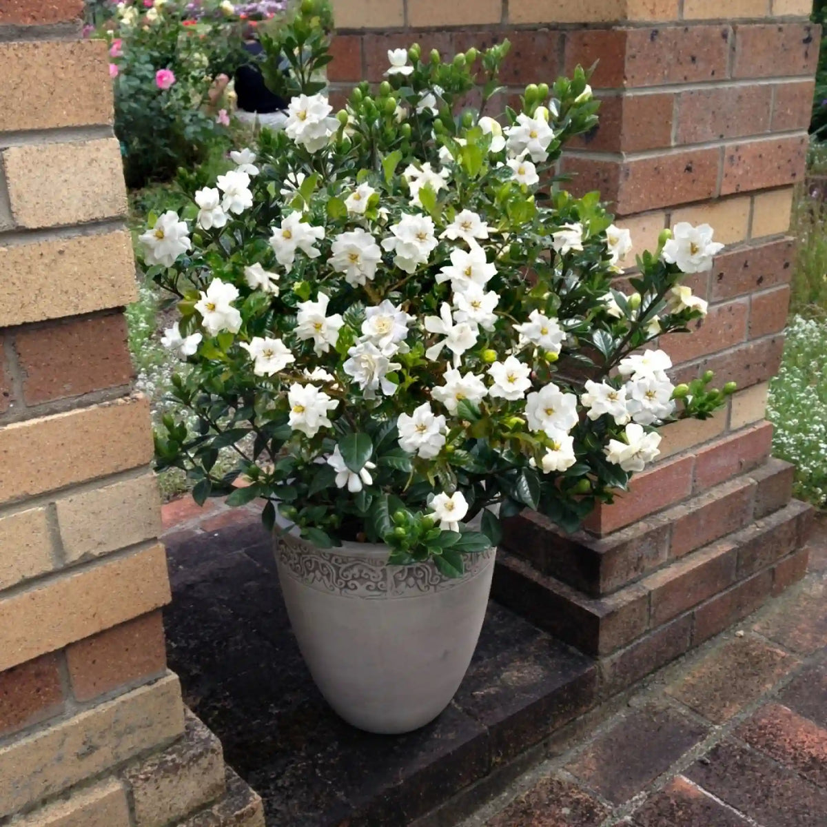 Buttons Gardenia