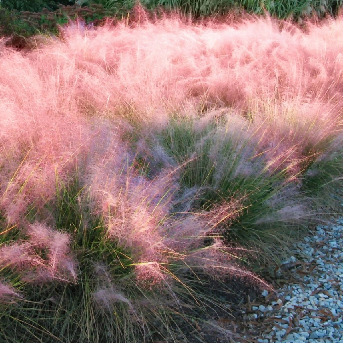 Pink Muhly Grass