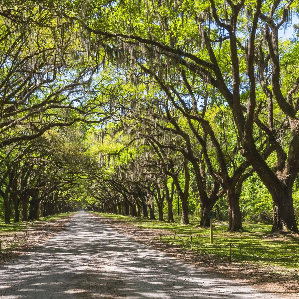 Live Oak Tree