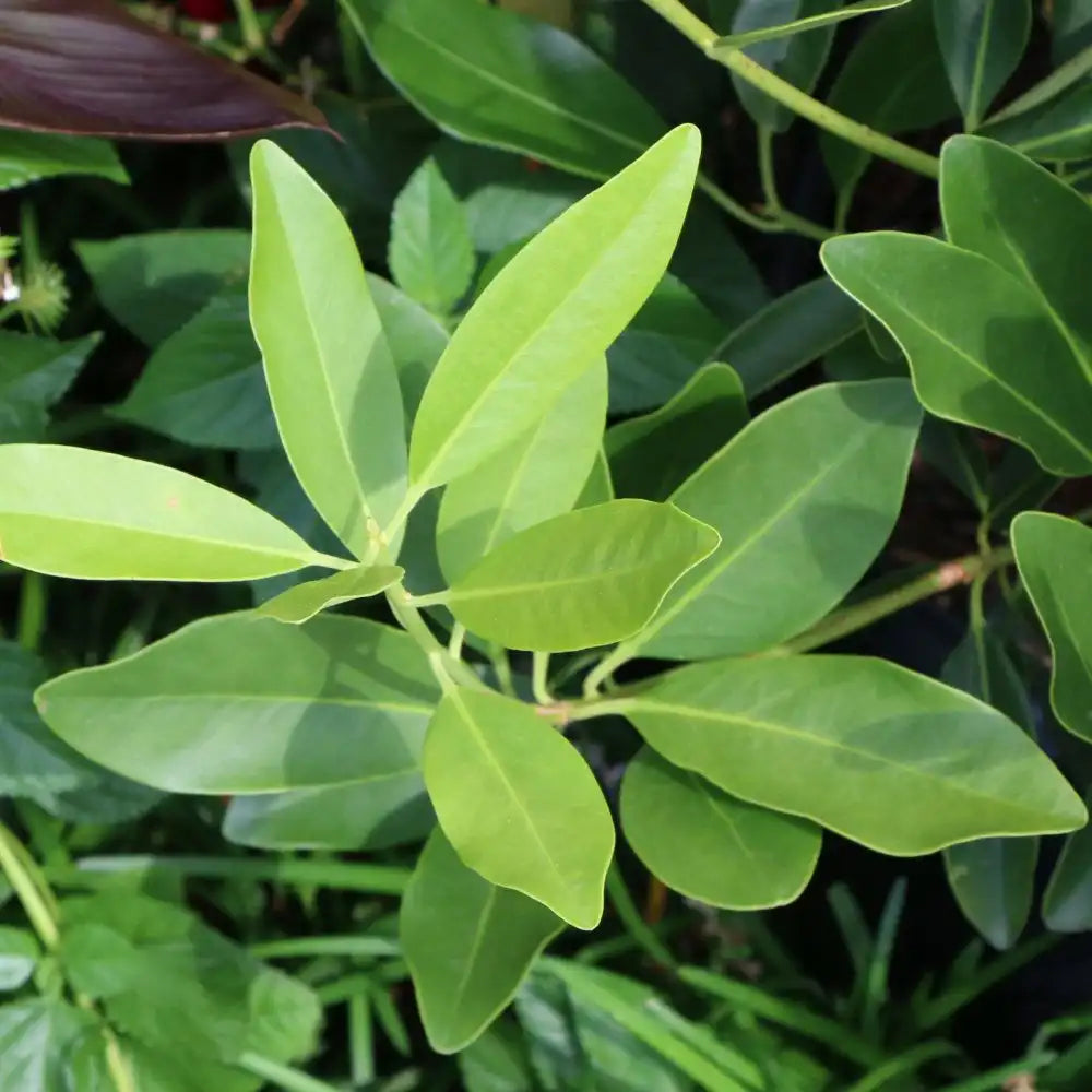 Anise Tree