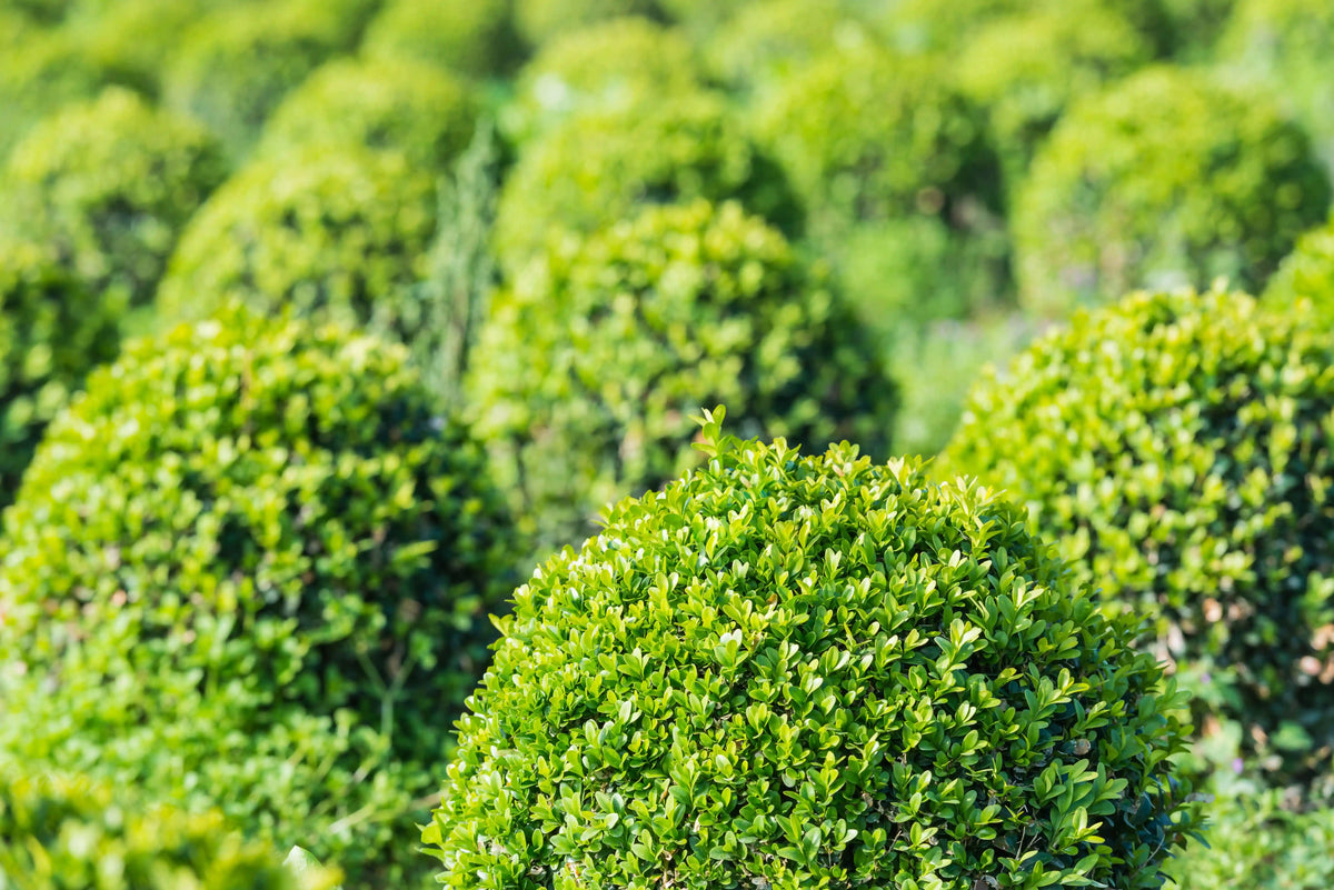 Wintergreen Boxwood