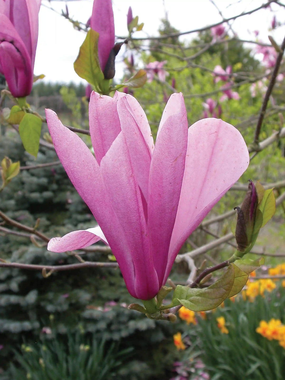 Galaxy Magnolia Tree