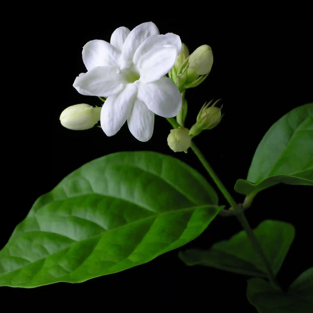Arabian Jasmine