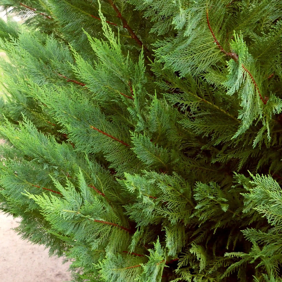 Leyland Cypress Tree