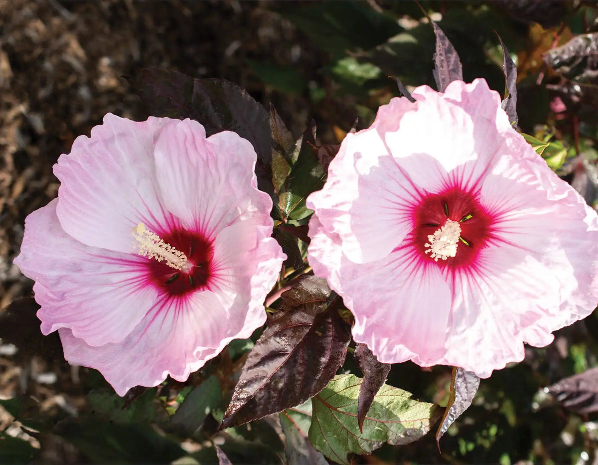Head Over Heels® Hardy Hibiscus