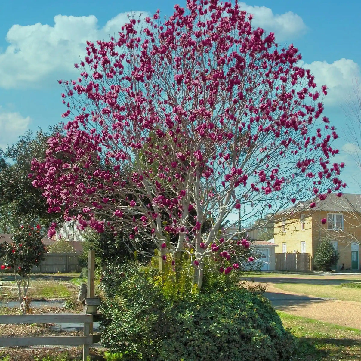 Genie Magnolia Tree