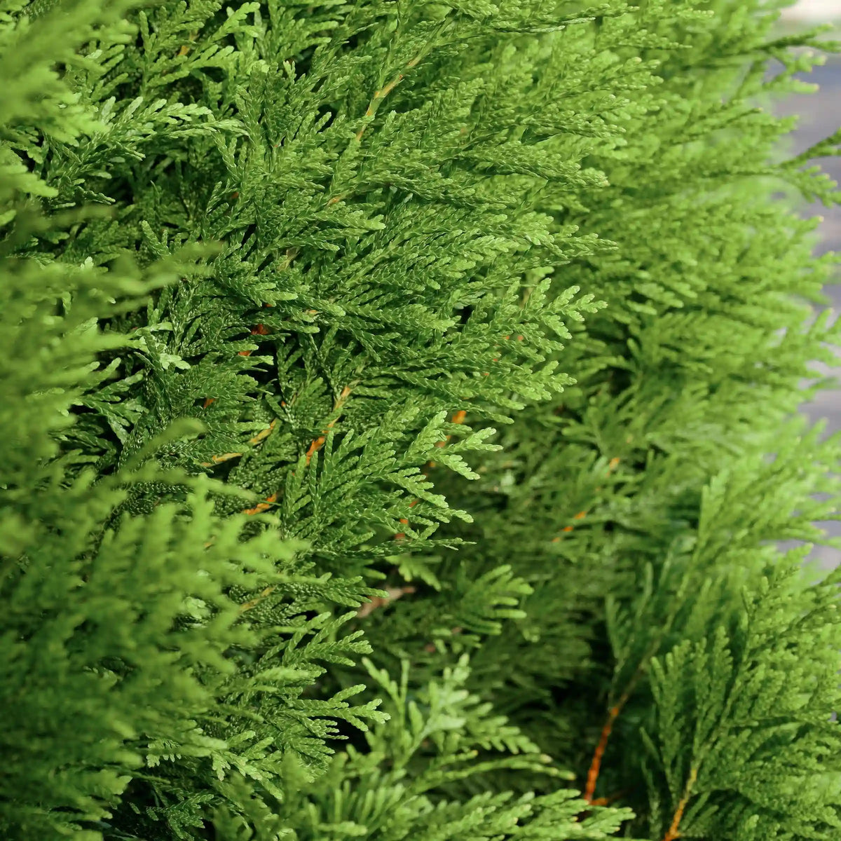 Green Giant Arborvitae