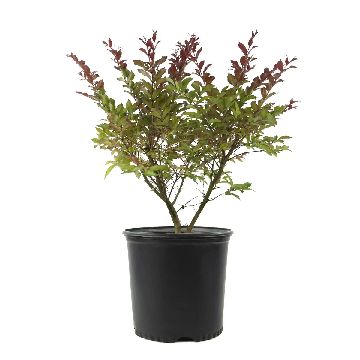 Red Dynamo Photinia