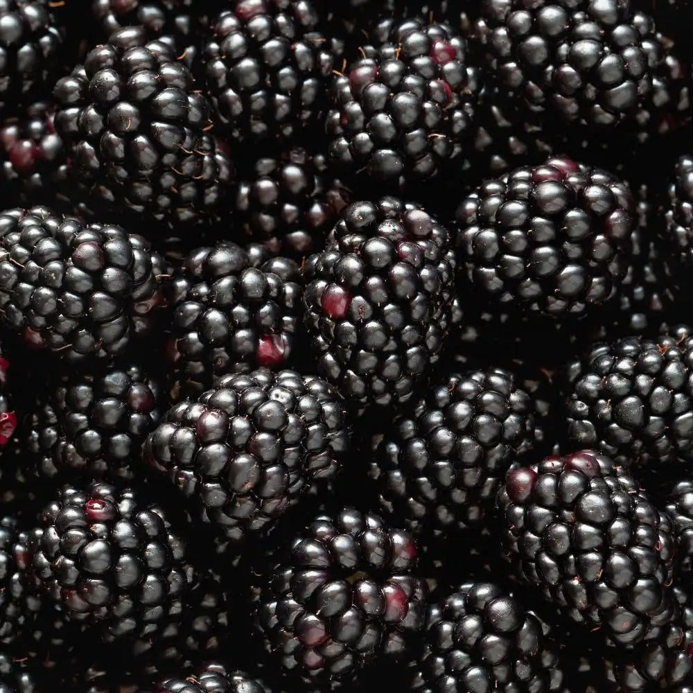 Freedom Blackberry Bush