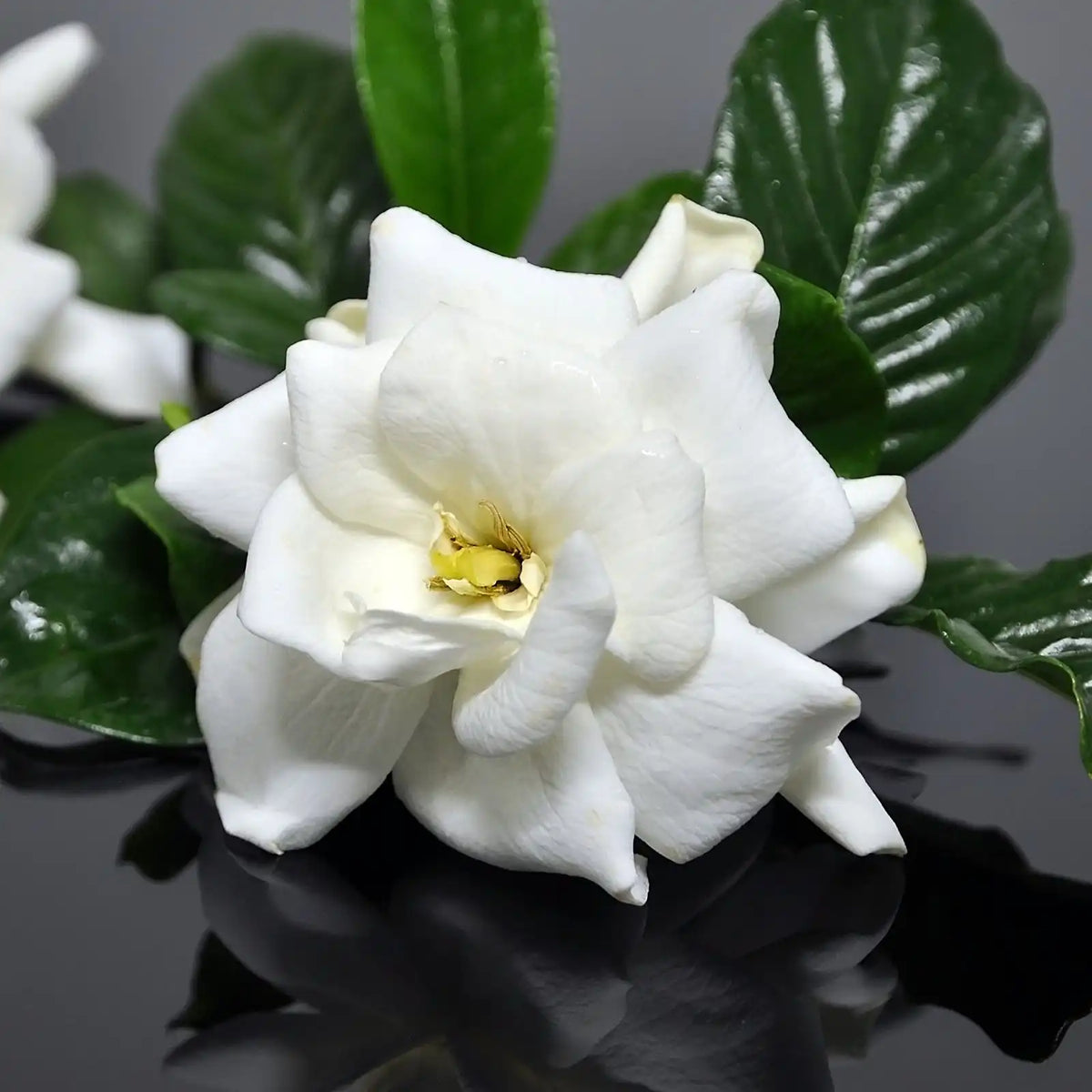 Frostproof Gardenia
