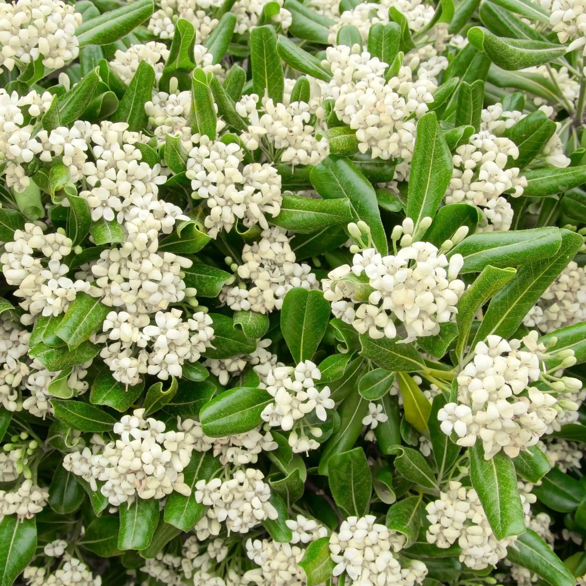 Green Pittosporum