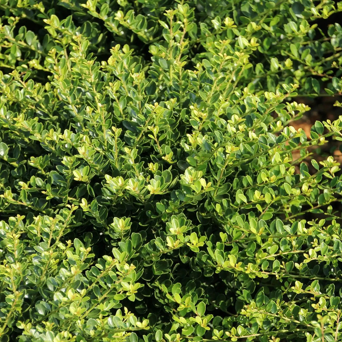 Compacta Holly