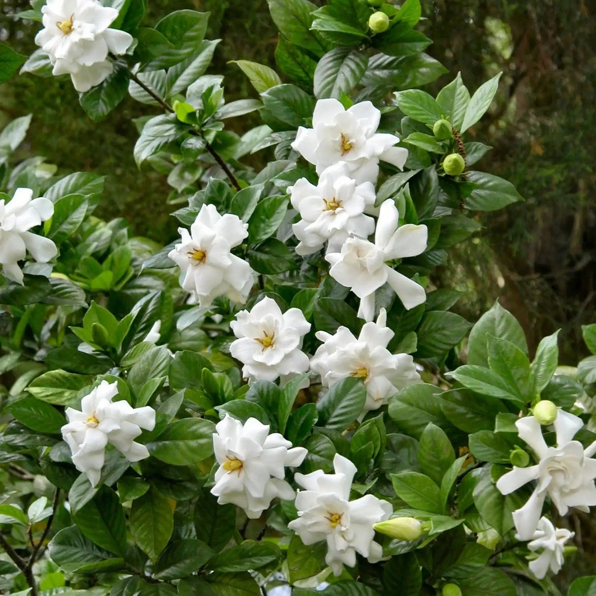 Frostproof Gardenia