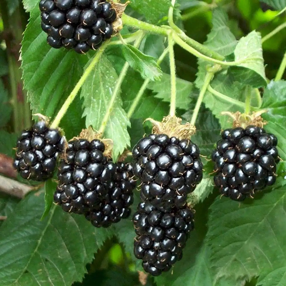 Freedom Blackberry Bush