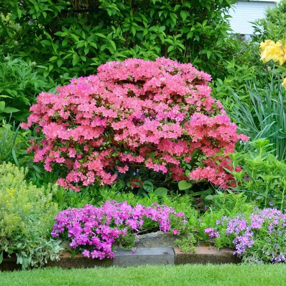 Hampton Beauty Azalea
