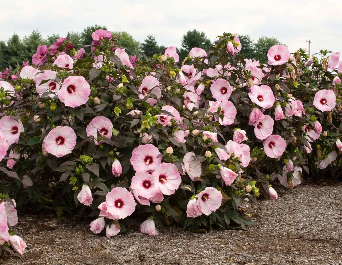 Head Over Heels® Hardy Hibiscus