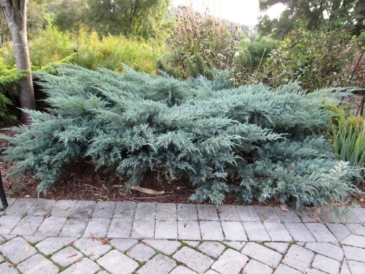Grey Owl Juniper