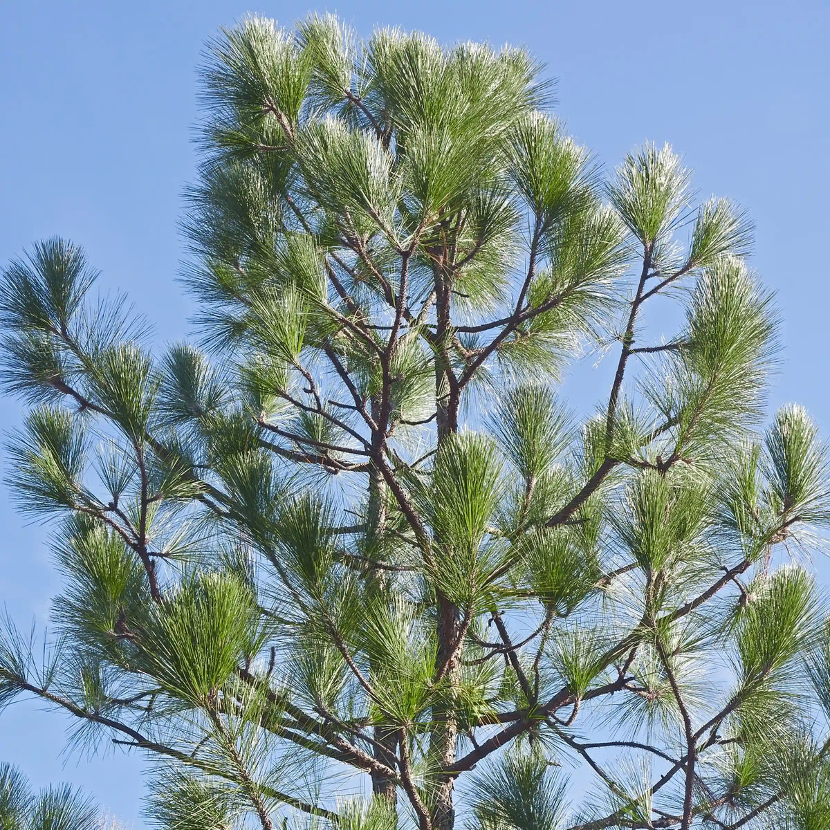 Longleaf Pine Tree