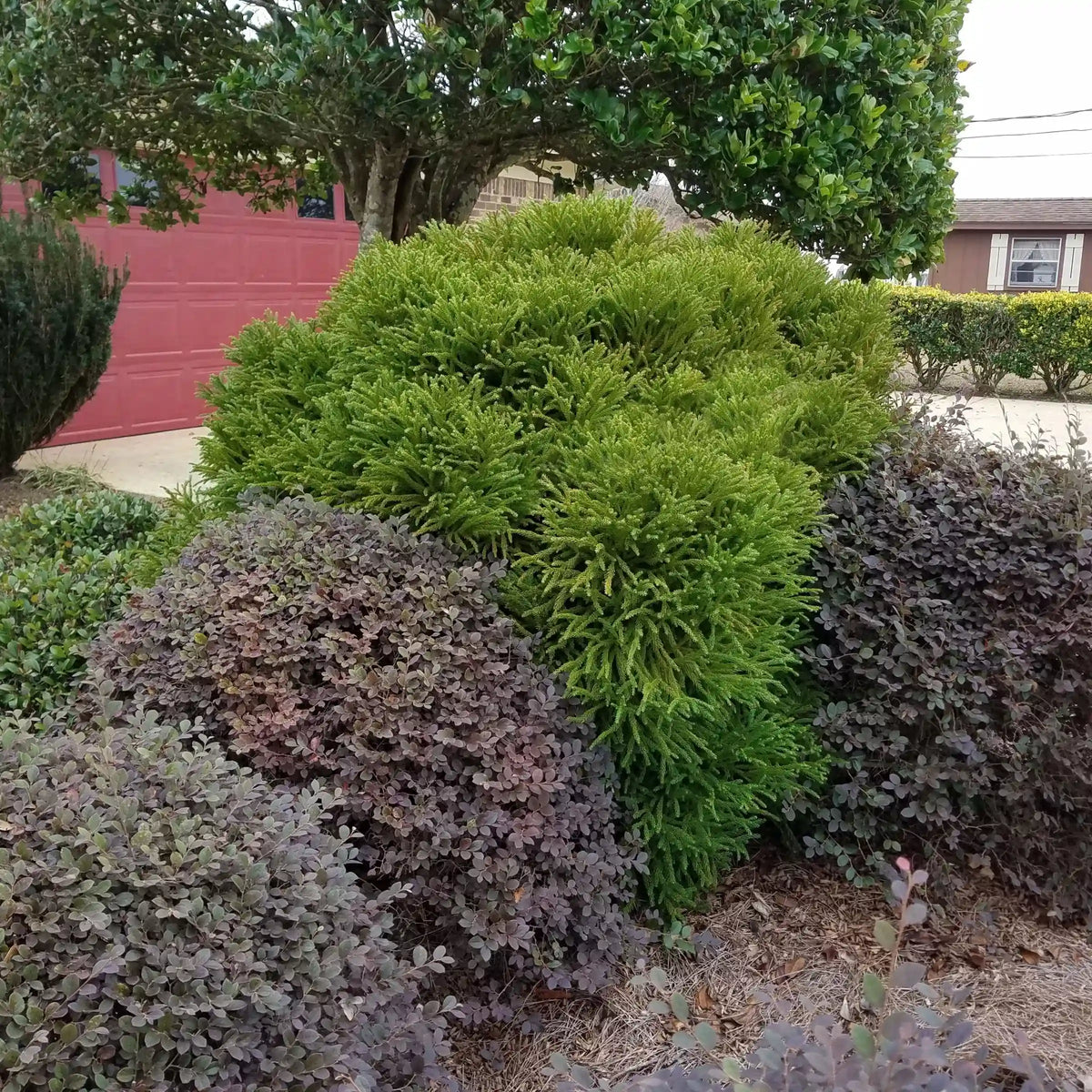 Globosa Nana Cryptomeria